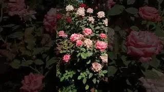 rose flower #rose #flowers