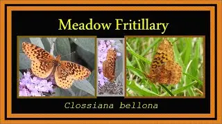 Meadow Fritillary