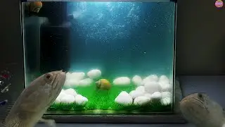 Cheapest Aquarium Setup with All Price details | Nerite Snail Eating Thread Algae | #mvstudio | 2020