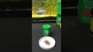 Ролик за корм для рыбок. Эпизод 34 #aquariumchannel #fishtank #aquariumproduct