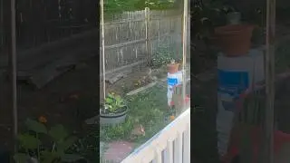 Peter Rabbit 🐇 attacks the yard #peter #rabbit #yard