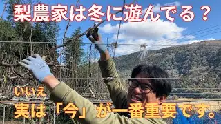 【梨農家は冬に遊んでる？】実は1年で一番大事な「剪定」作業の裏側を公開！