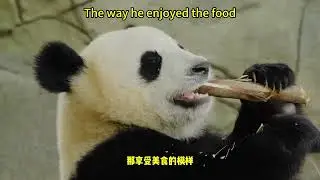 【我爱大熊猫】熊猫幼宝紧紧抓着甜笋吃个不停 Panda Cub Cub clutched the bamboo shoots and ate #熊猫 #panda #我爱大熊猫 #Love Panda