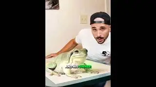 Большая лягушка со своим любимым хозяином ❤️