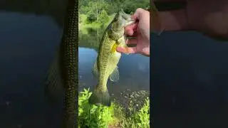 Summertime Pond LARGEMOUTH BASS