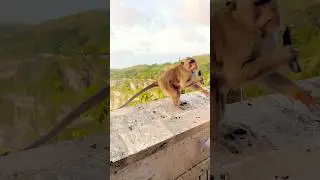 always expect the unexpected&hellip; especially when monkeys are around😆 #monkey #funny #travel #bali