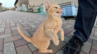 Милый котенок встает и не дает людям вернуться домой