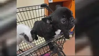 French Bulldog puppy stolen during break-in at SW DC apartment