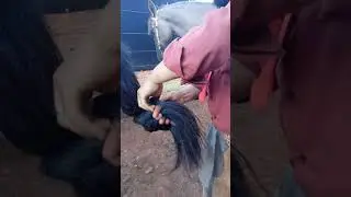 Atar cola do cavalo 3 galhos