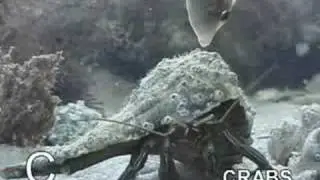 C is for Crabs