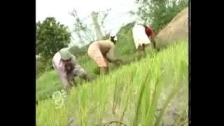 Special Budget for Agriculture @ Andhrapradesh - 99tv