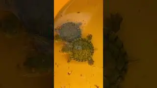 Turtle feeding #turtle #turtles #turtledoves #turtleneck #turtlefeeding #feedingturtles #turtlepet