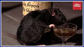 Liquor Seized By Bihar Police Gone Missing ; Police Blames Rats