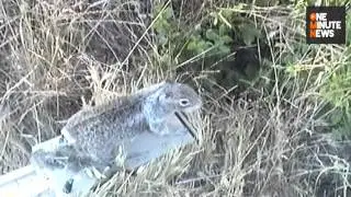 Researchers Use Robot Squirrels to Learn About Squirrel and Rattlesnake Relationships
