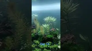 hari ke 14 aquascape nya di tambahin udang hias yelow firw #aquascape #neocaridina