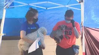 Animal shelter hosts free drive-thru clinic for pets
