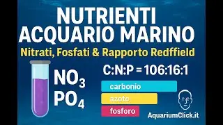 Nitrati, Fosfati e Rapporto Redfield: Verit&agrave; e Miti in Acquario Marino