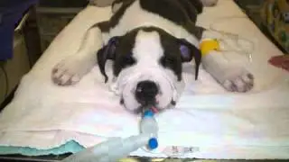 Ear Crops by Dr. Jan Crowe (Boxer and Pit Bull)