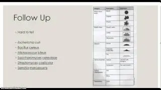 LSU Biol 2051 - Microbiology Lab - Colony Morphology