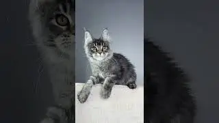 Trinity Black Silver Ticked Tortoise Maine Coon Female Kitten Available Now | Purebred Kitties