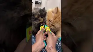 My hungry babies #cat #catlovers #persiancat #kitten #funnycats #blackcat #orangecat #cute