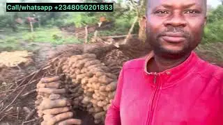 Harvesting of our yams farm,selecting and loading to the mile 12 market to sell, the beauty of farmi