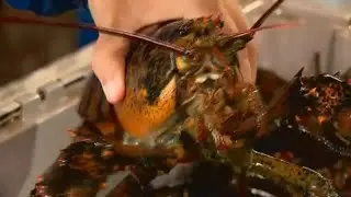 Investigators searching for lobster thieves