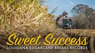 Record Sugarcane Harvest Sets New Marks in Louisiana