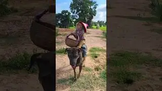 Adorable Monkey 🐒 #trending #youtubeshorts #shorts #viral #ytshorts #monkey #dog @PetZoo840