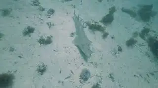 Western Rock Lobster - Underwater