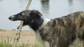 Barzoi au bord de la Loire