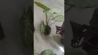 bahut saste me mile paudhe #garden #gardening #plants #sukun #nature #greenplant