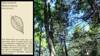 Tree Identification Black Birch Lindley NY