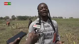 Culture du Curcuma: il est désormais possible d'en produire au Burkina Faso.