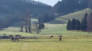 Relax Black Forest Scenery Horses