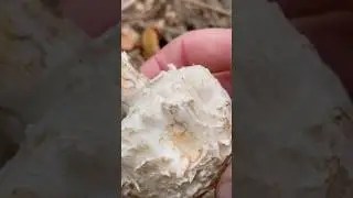 Парасолька червоніюча Chlorophyllum rhacodesBedla červenaj&iacute;c&iacute;  #kliestova #нетількибілігриби