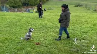 Dog Training in Kent, UK 🇬🇧 🇬🇧🇬🇧🇬🇧