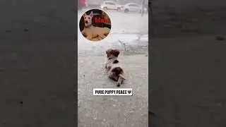Pure Puppy peace ❤️🐕##animals #dog #love #viral #animals #dog #maxzervlogs #maxzer #mauzermax #pets