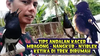 INI DIA TIPS BURUNG KACER MBAGONG NANGKUR DAN NYIBLEK KETIKA DI TREK DIRUMAH