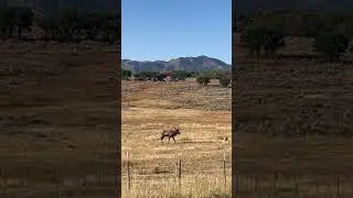 Three SCREAMING bull elk and herd of cows!