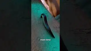 Как пиявки сосут вашу кровь 😟