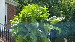 Meet the Tower Garden HOME - Easily grow fresh plants indoors or outdoors!