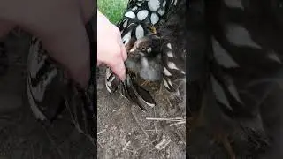 инстаграмм для связи elitechik