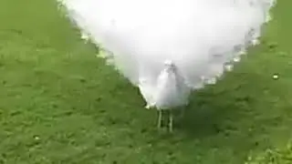white peacock- opening all feathers