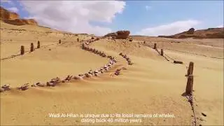 Wadi Al Hitan (Whale Valley) Site management report during COVID -19