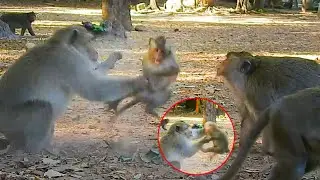 Skippy monkey makes his baby so hurt, Pitiful baby monkey