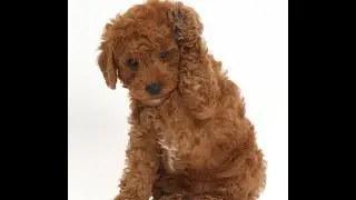 The Left Paw 1