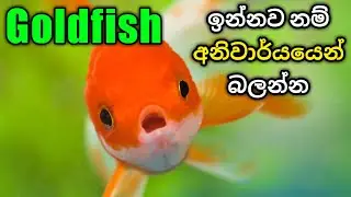 Goldfish CARE in Sinhala | How to look after a Goldfish