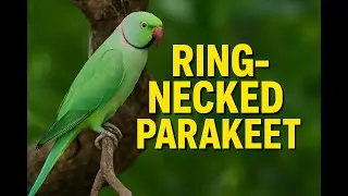 Indian Parrot | Rose-ringed Parakeet Documentary | Voice of India&rsquo;s Skies