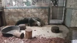 A giant anteater in indoor enclosure